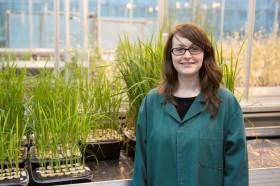 York – Improving Arsenic Tolerance in Rice