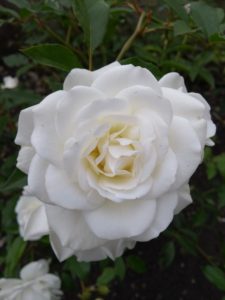 White rose from York Museum Gardens