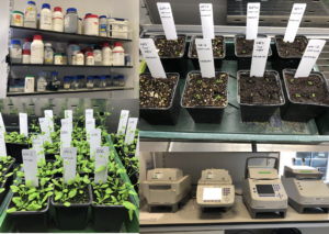 A collage of lab-related photos. Top left, shelves stacked with chemicals. Bottom left, adult plants in rows. Top right, seedlings in soil. Bottom right, four thermocyclers in a line.