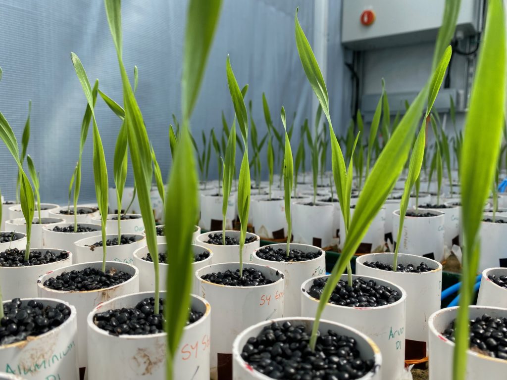 Pots with barley growing in them